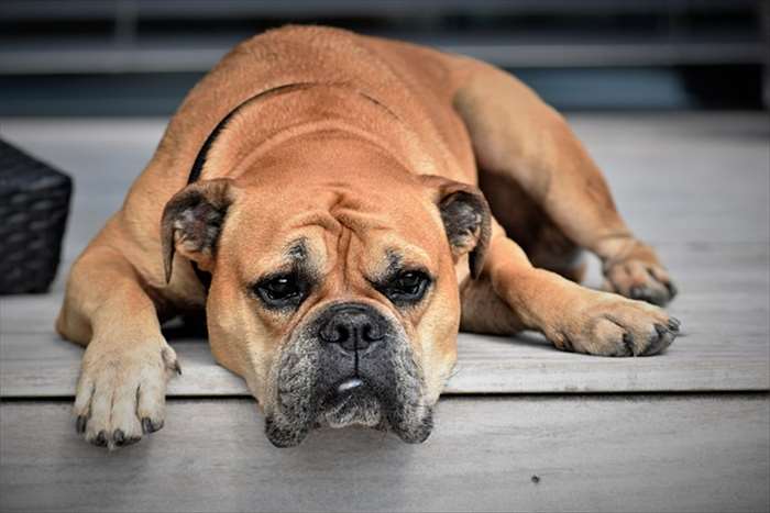 Quelques races de chiens que vous devez connaître absolument 