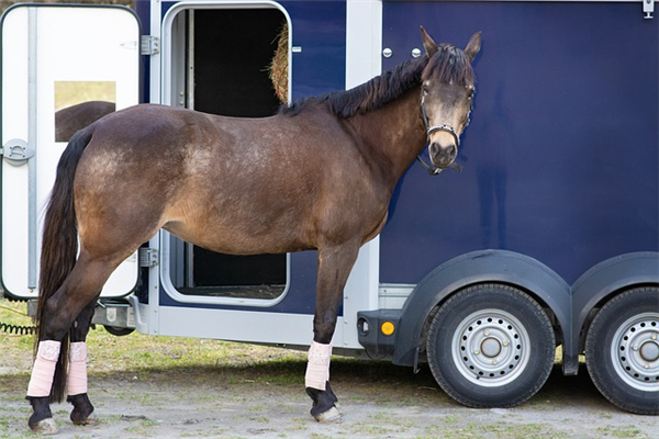 Quelle bétaillère Ifor Williams acheter pour transporter vos animaux ?