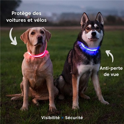 photo partagée par Woafy | Collier lumineux pour chien pour l’activité bien-etre